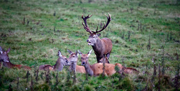istock Red deer at the annual autumn rut 1353772804