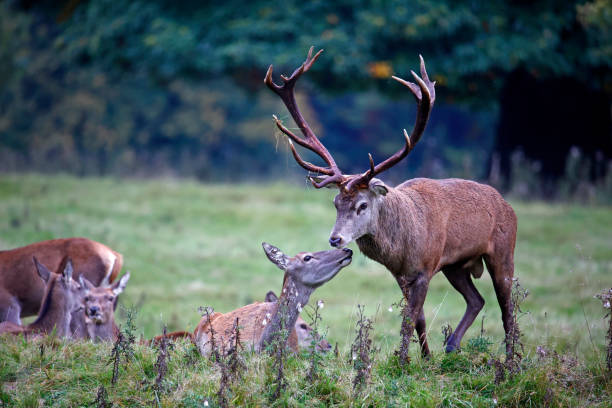 istock Red deer at the annual autumn rut 1353774196