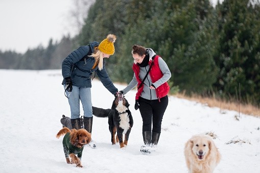 Medium close-up of a female couple out walking their own dog and the clients dogs in the nature reserve in Cramlington in the north-east of England. They are petting one of the female dogs and praising her for being so well-behaved.