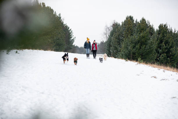 istock Wrapped Up Warm Walking The Dogs 1353775653