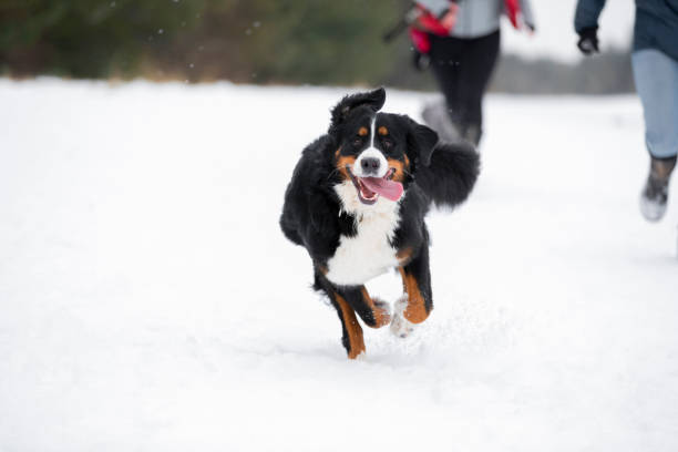 spaß im schnee - snow dog walking running stock-fotos und bilder