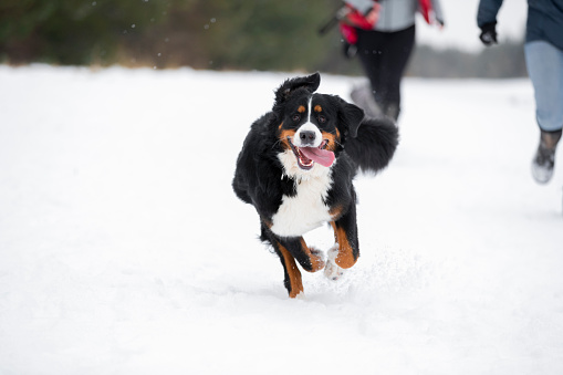 A wide angle view of a a dog running fast through a snowy nature reserve with its unrecognisable dog walkers in a snowy nature reserve in Cramlington in the North East of England.