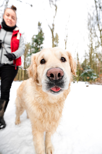 A low angle view of a golden retriever close up looking into the camera whilst being held on a leash by a dog walker on a winters day in a nature reserve in Cramlington in the North East of England.
