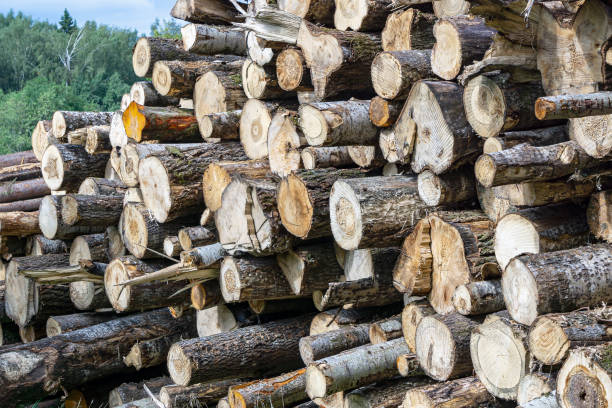 istock Trunks of cut deciduous trees are stacked and prepared for transportation. 1353775885