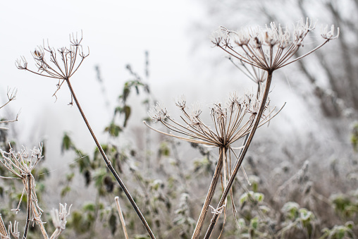 Frosted withered hogweed flowers on a cold autumn morning.