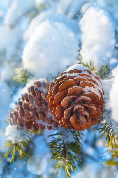Snow covered conifer cones stock photo