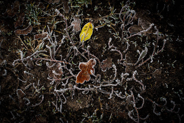 Background with frosty plants and dead tree leaves on a cold autumn morning Background with frosty plants and dead tree leaves on a cold autumn morning. soil fungus stock pictures, royalty-free photos & images