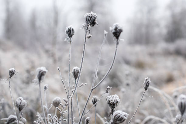 istock Frosted plants on a cold autumn morning 1353778954