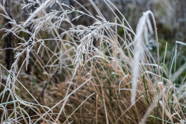Frosted grass ears on a cold autumn morning.