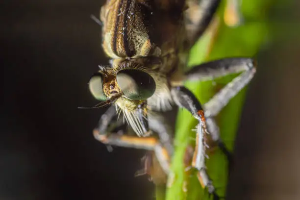 details of the robberfly head