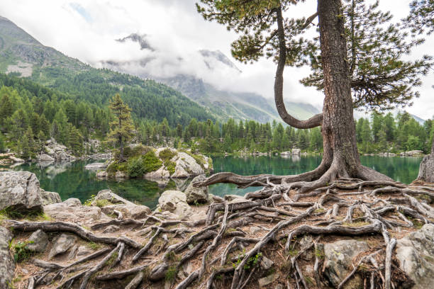 majestuoso pino y raíces cerca del lago alpino - sky forest root tree fotografías e imágenes de stock