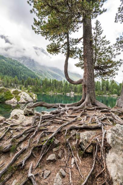 majestatyczna sosna i korzenie w pobliżu alpejskiego jeziora - mountain valley european alps shade zdjęcia i obrazy z banku zdjęć