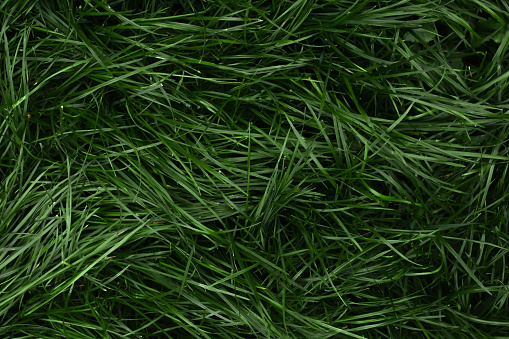 Long green grass with dew drops. Top view.