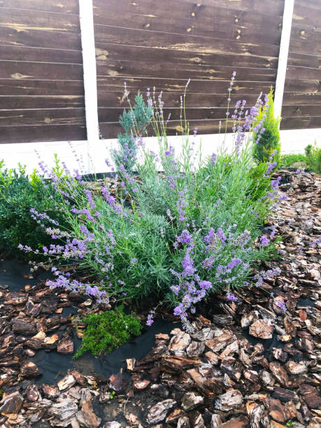 istock Lavender in Bark in Garden 1353783255