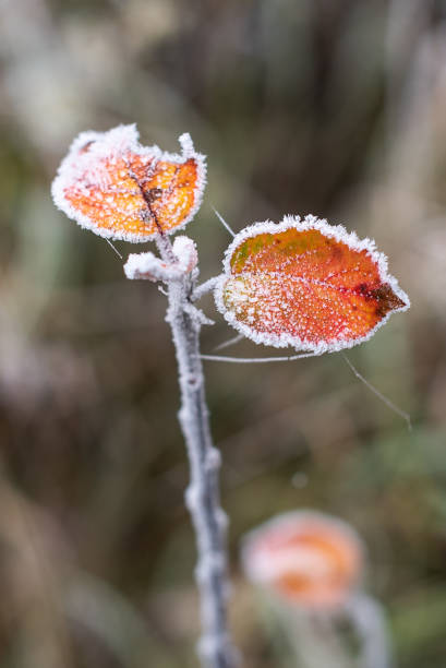 istock Tree branch with bright orange, frosted leaves on a cold autumn morning 1353784521