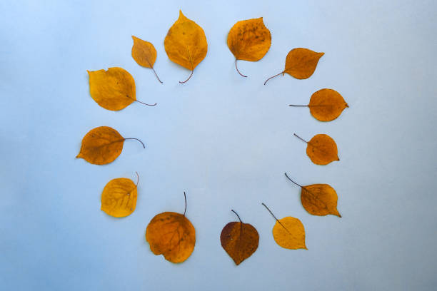 istock Flatley circular text frame autumn dry leaves blue background. Top view 1353786374