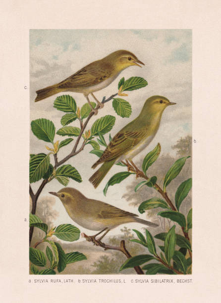 Passeriformes: chiffchaff, willow and wood warbler, chromolithograph, published in 1887 Passeriformes: a) Chiffchaff (Phylloscopus collybita, or Sylvia rufa); b) Willow warbler (Phylloscopus trochilus, or Sylvia trochilus); c) Wood warbler (Phylloscopus sibilatrix, or Sylvia sibilatrix). Chromolithograph after a watercolor by Emil Schmidt, published in 1887. wood warbler phylloscopus sibilatrix stock illustrations