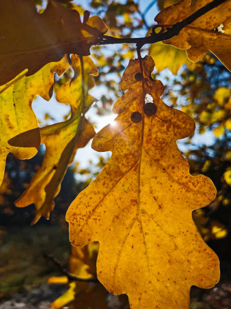 istock Golden oak leaf close up. Background 1353788271