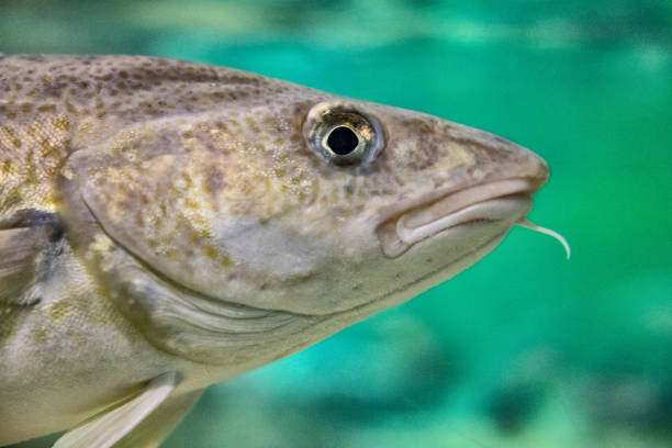 istock Fishes in big aquarium in Norway: arctic cod 1353789941