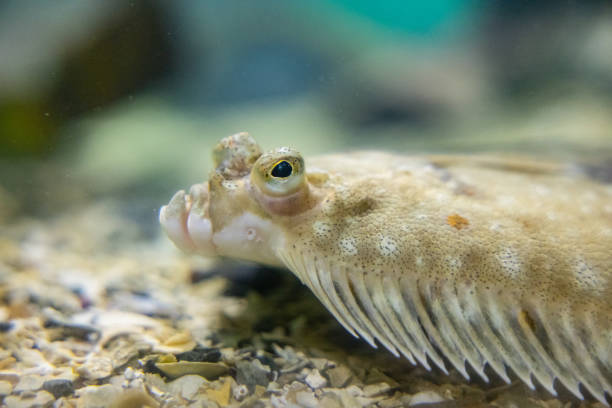 istock Fishes in big aquarium in Norway: flatfish flounder 1353790149
