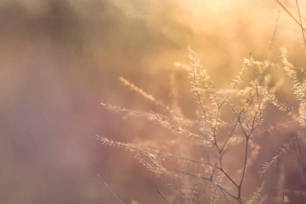 istock Autumn blurred nature background in sunset light 1353792776