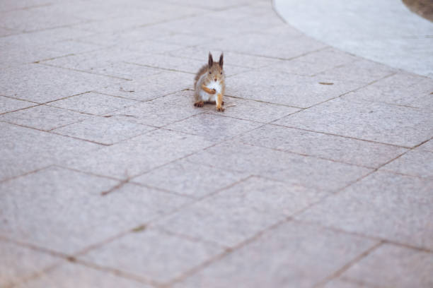 istock Cute squirrel in the forest and on the street 1353793307