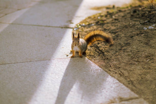 istock Cute squirrel in the forest and on the street 1353793431