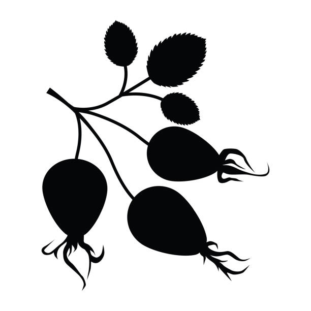 hagebutten-silhouette. hagebuttenbeeren mit blättern auf einem ast. - hagebutte stock-grafiken, -clipart, -cartoons und -symbole