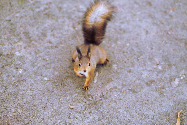 Grey squirrel feeding