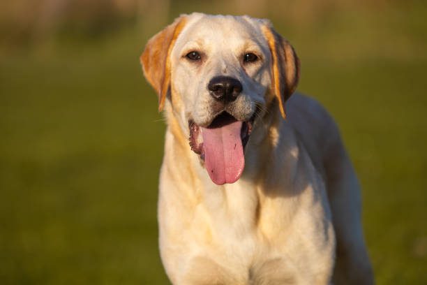 hermoso labrador joven dorado al aire libre - labrador amarillo fotografías e imágenes de stock