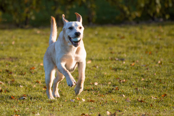 istock Beautiful Young Golden Labrador Outdoor 1353794448