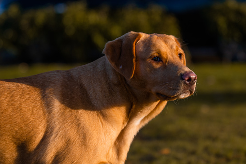 Portrait of  a young  brown Boxador female on an autumnal background. Boxador is a mixed breed between Labrador and Boxer.