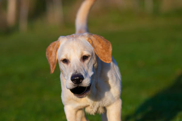 istock Beautiful Young Golden Labrador Outdoor 1353794471