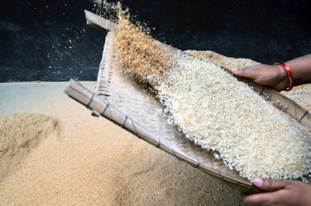 primer plano de la herramienta tradicional de aventado para separar el salvado o la cáscara del arroz, el arroz o las semillas u otra cosecha. forma tradicional de aventar en bangladesh. - trilla fotografías e imágenes de stock