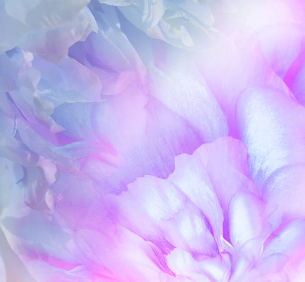 istock Rose  flower. Floral purple background. Macro.   Nature. 1353797301