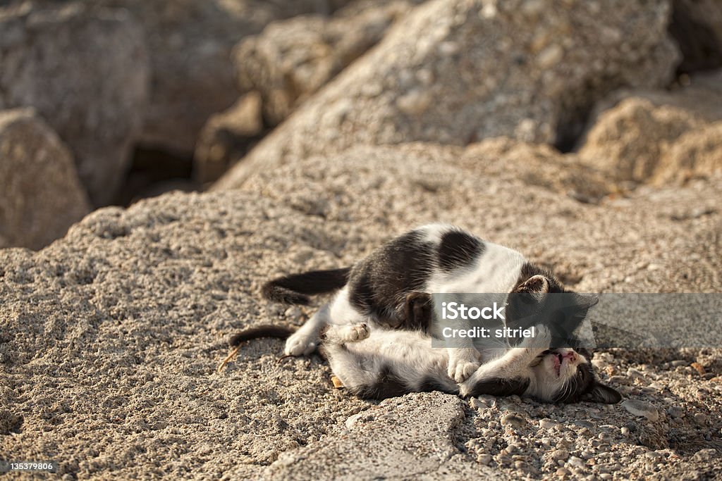 Koty gra na rocks - Zbiór zdjęć royalty-free (Dziki kot)