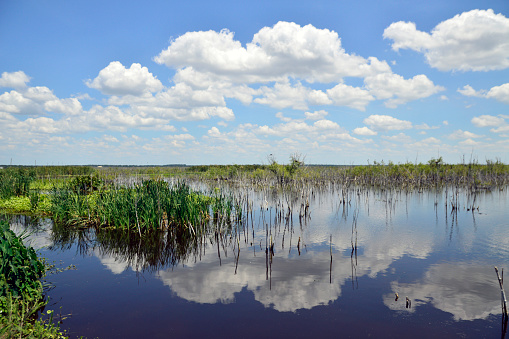 Reflection of beautiful blue sky and clouds above the Lake Apopka wetlands in Florida