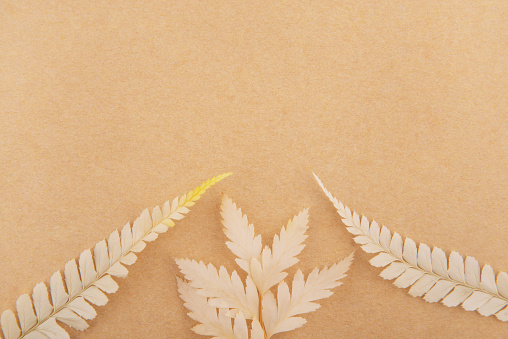 Dry leaves isolated on brown paper