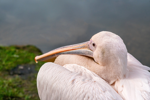 Portrait of Great White Pelican at the pond