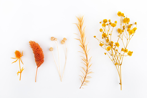 Mustard plant flowering isolated on white background. Wild mustard flowers.