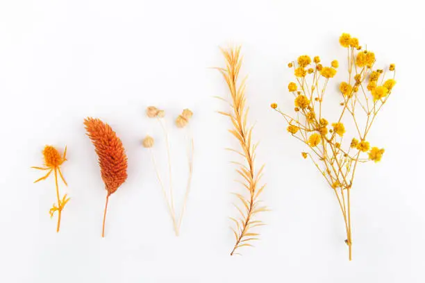 Different dried flowers and leaves on white backgrounds