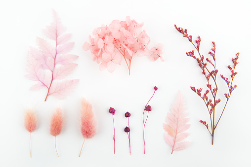 Different dried flowers and leaves on white backgrounds