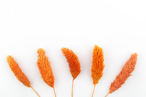 Orange plant on white backgrounds