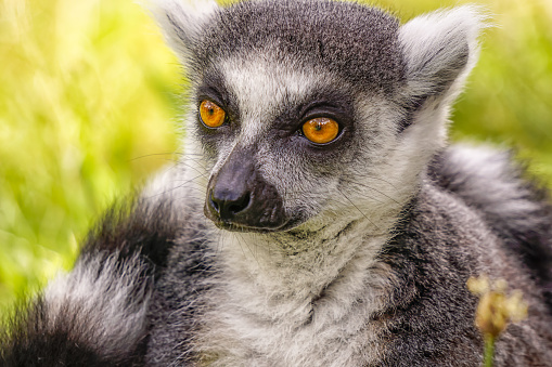 Animal portrait of a lemur, Katta (Lemur catta)
