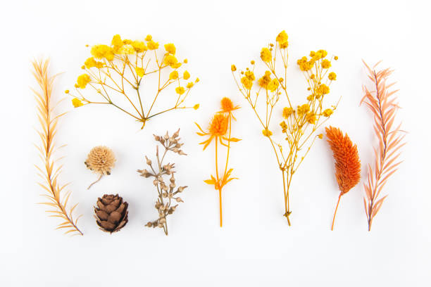 istock Dry flowers and leaves on white backgrounds 1353801437