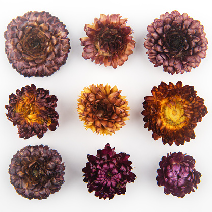Different dried flowers on white backgrounds