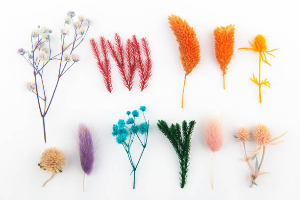 istock Dry flowers and leaves on white backgrounds 1353802399