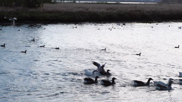 Flock of geese and eurasian coots are swimming in water