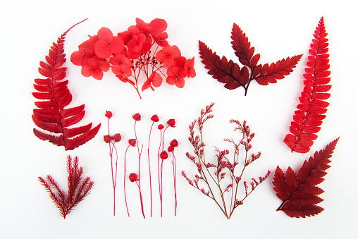 Different dried flowers and leaves on white backgrounds