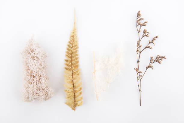 istock Dry plant on white backgrounds 1353802984